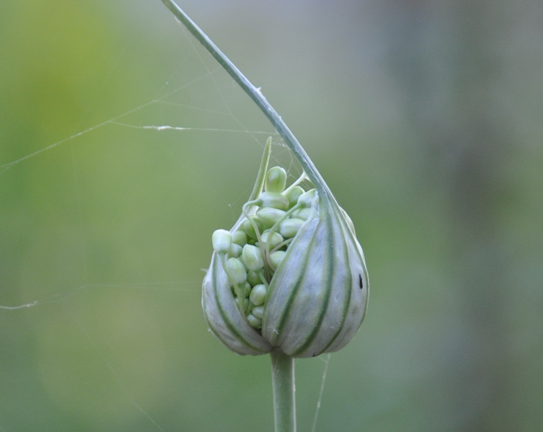 Изображение особи Allium pallens ssp. coppoleri.