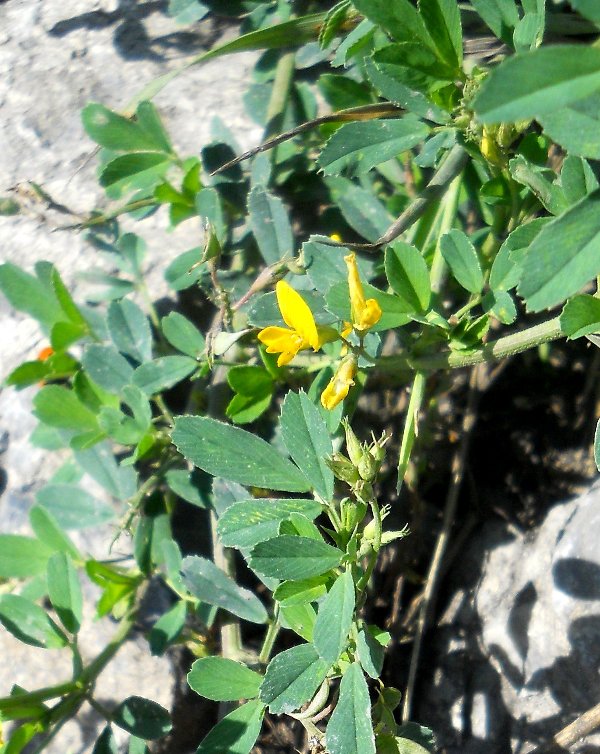 Изображение особи Medicago falcata.