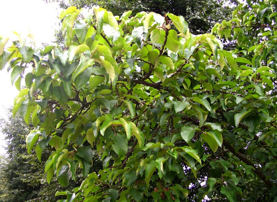 Image of Populus lasiocarpa specimen.