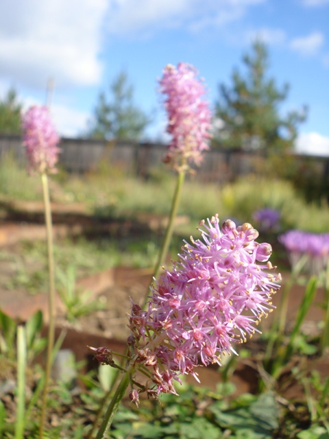 Image of Scilla scilloides specimen.