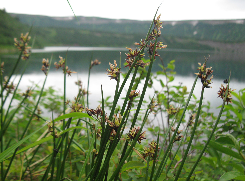 Image of Juncus beringensis specimen.