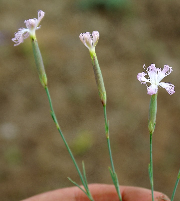 Изображение особи Dianthus tetralepis.