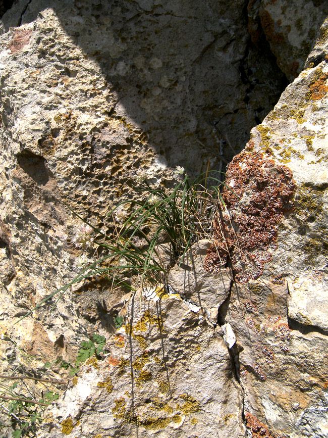 Image of Allium schistosum specimen.