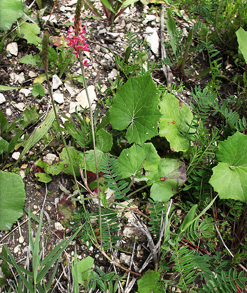 Image of Onobrychis biebersteinii specimen.