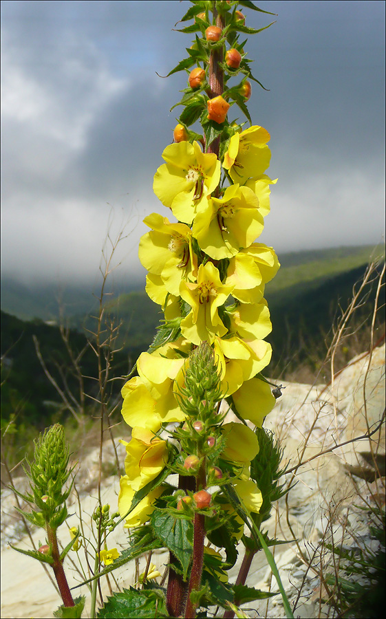 Image of Verbascum spectabile specimen.