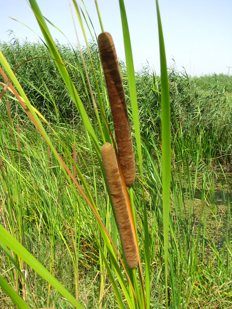 Image of Typha angustifolia specimen.