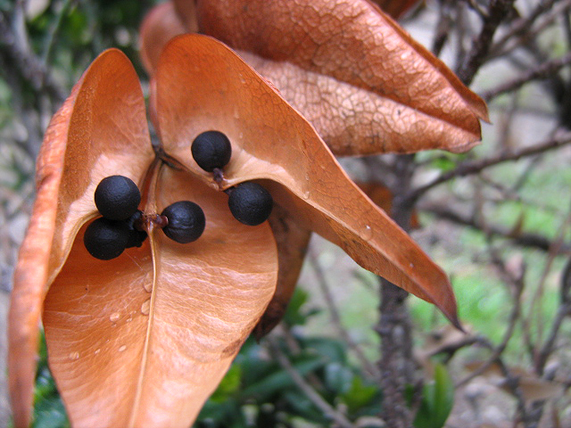 Image of Koelreuteria paniculata specimen.