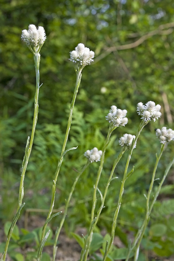 Изображение особи Antennaria dioica.