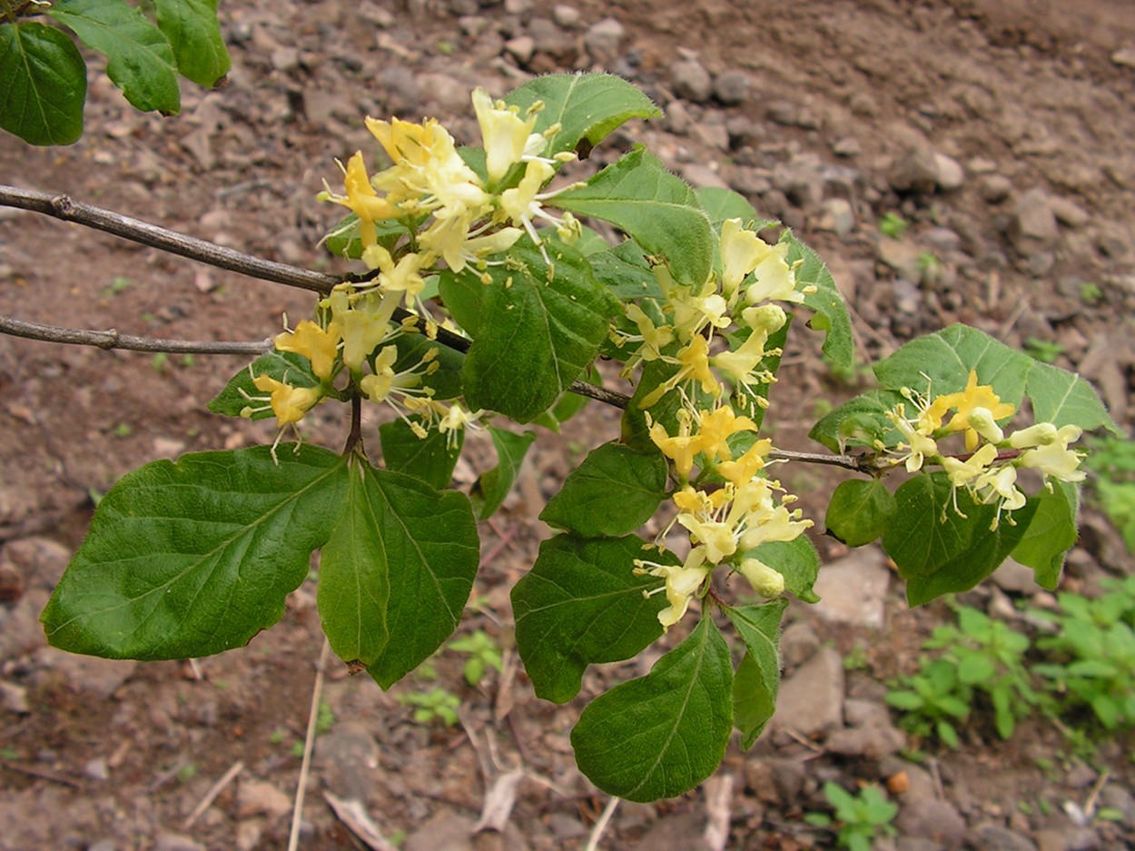 Image of Lonicera chrysantha specimen.