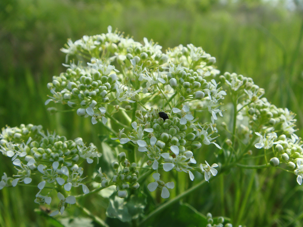 Image of Cardaria draba specimen.