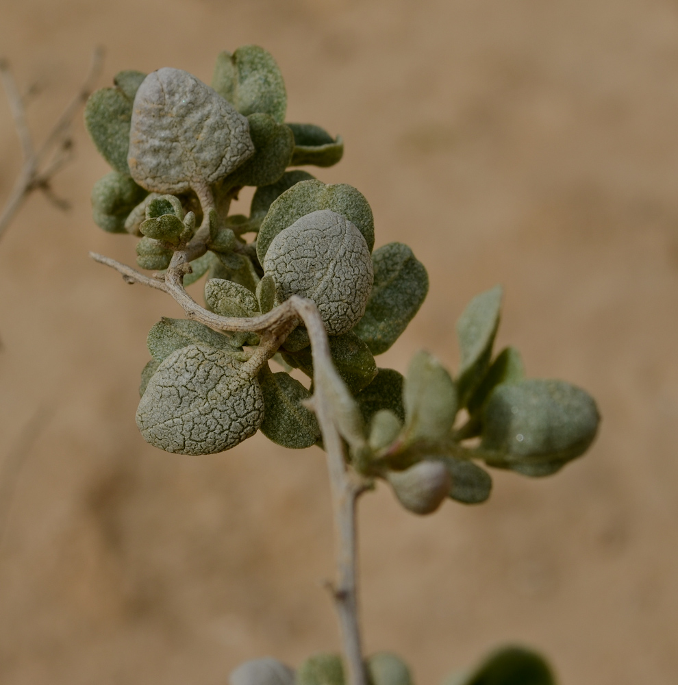 Image of Atriplex halimus specimen.