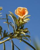 Thevetia peruviana. Побег с цветком. Египет, Синай, Шарм-эль-Шейх, в культуре. 24.02.2009.