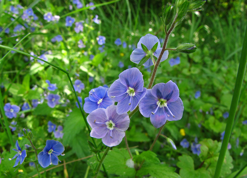 Image of Veronica chamaedrys specimen.