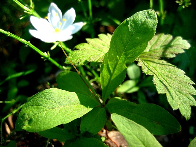 Изображение особи Trientalis europaea.