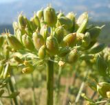 Heracleum stevenii. Часть соплодия. Крым, окр. г. Ялта, хр. Иограф. 23 июня 2012 г.