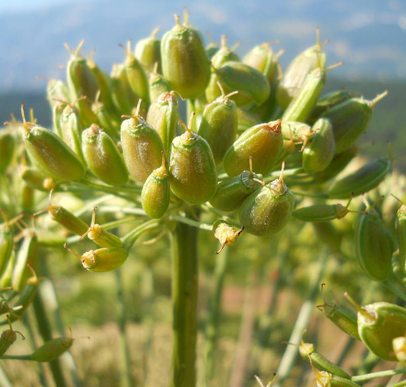 Image of Heracleum stevenii specimen.