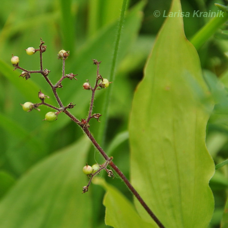 Изображение особи Smilacina hirta.