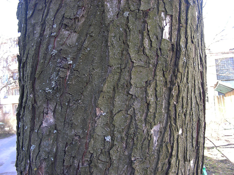 Image of Acer saccharinum specimen.