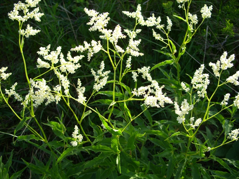 Image of Aconogonon alpinum specimen.