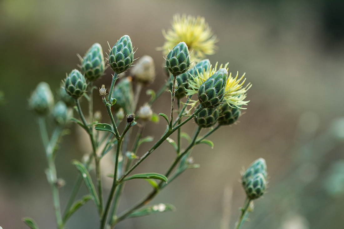 Image of Centaurea salonitana specimen.