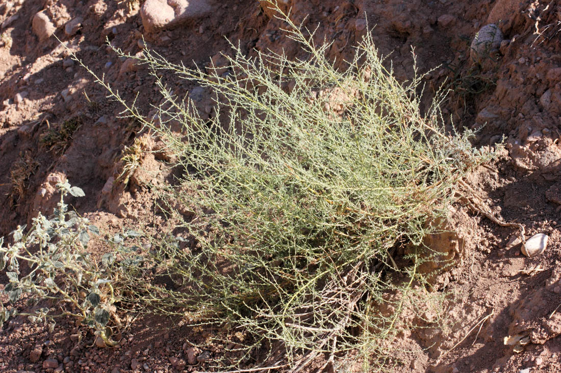 Image of Artemisia serotina specimen.