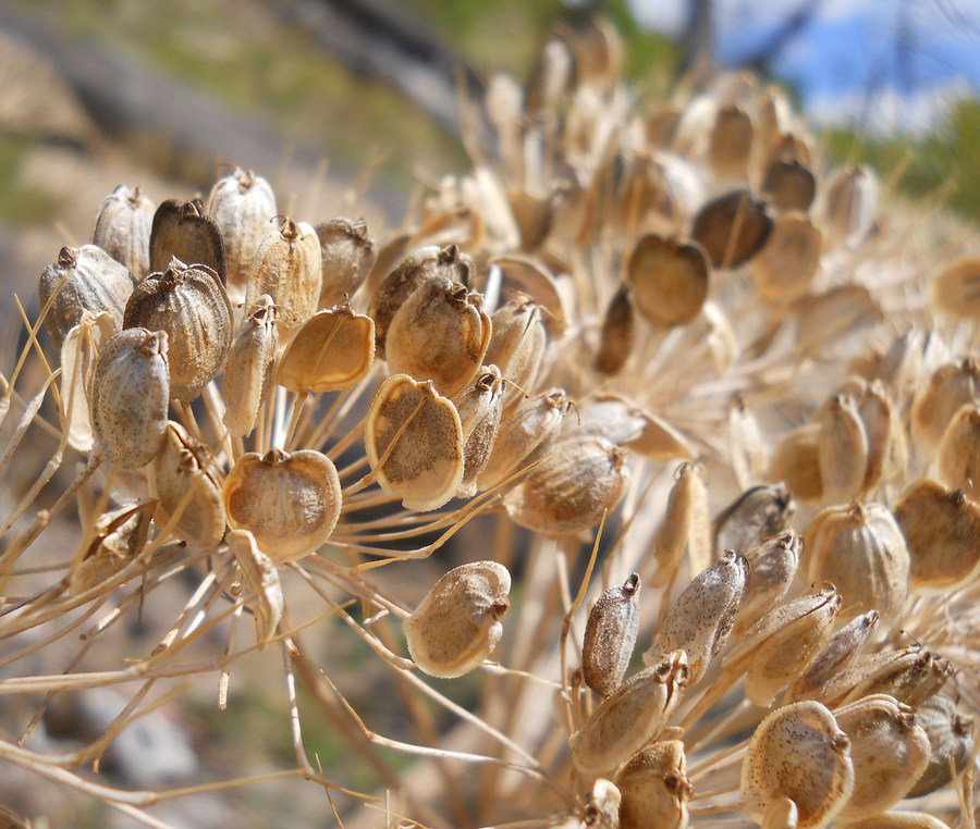 Image of Heracleum stevenii specimen.