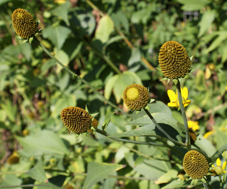 Изображение особи Rudbeckia laciniata.