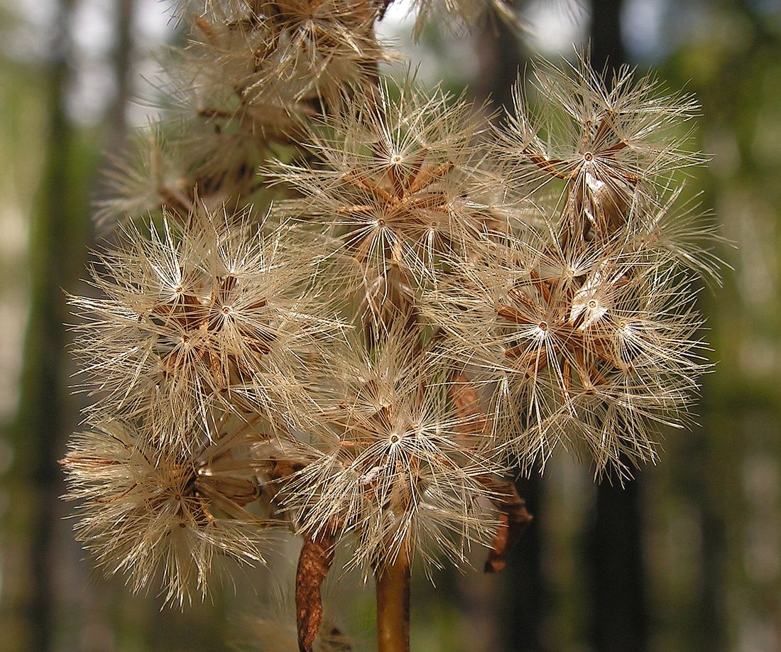 Image of Solidago virgaurea ssp. dahurica specimen.