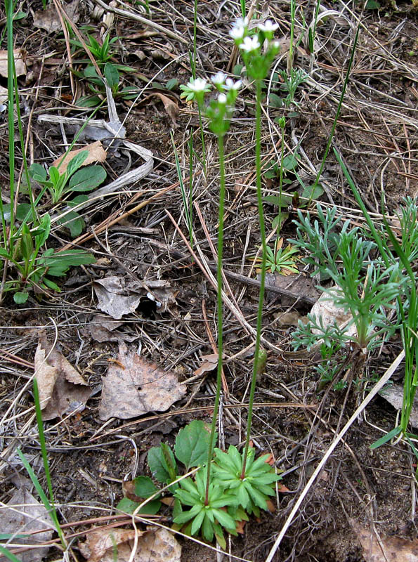 Image of Androsace septentrionalis specimen.