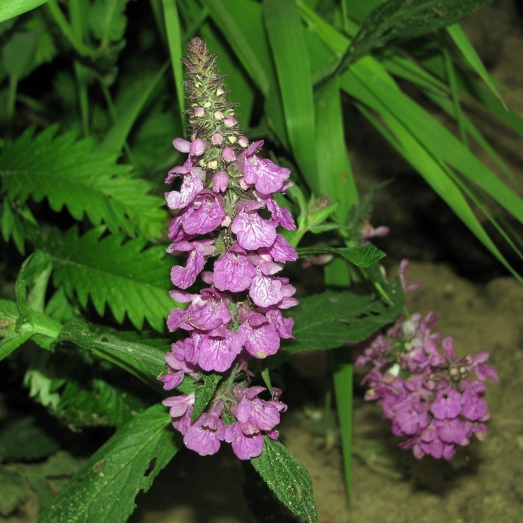 Изображение особи Stachys palustris.