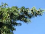 Смотреть изображение Pinus wallichiana