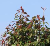 Photinia &times; fraseri