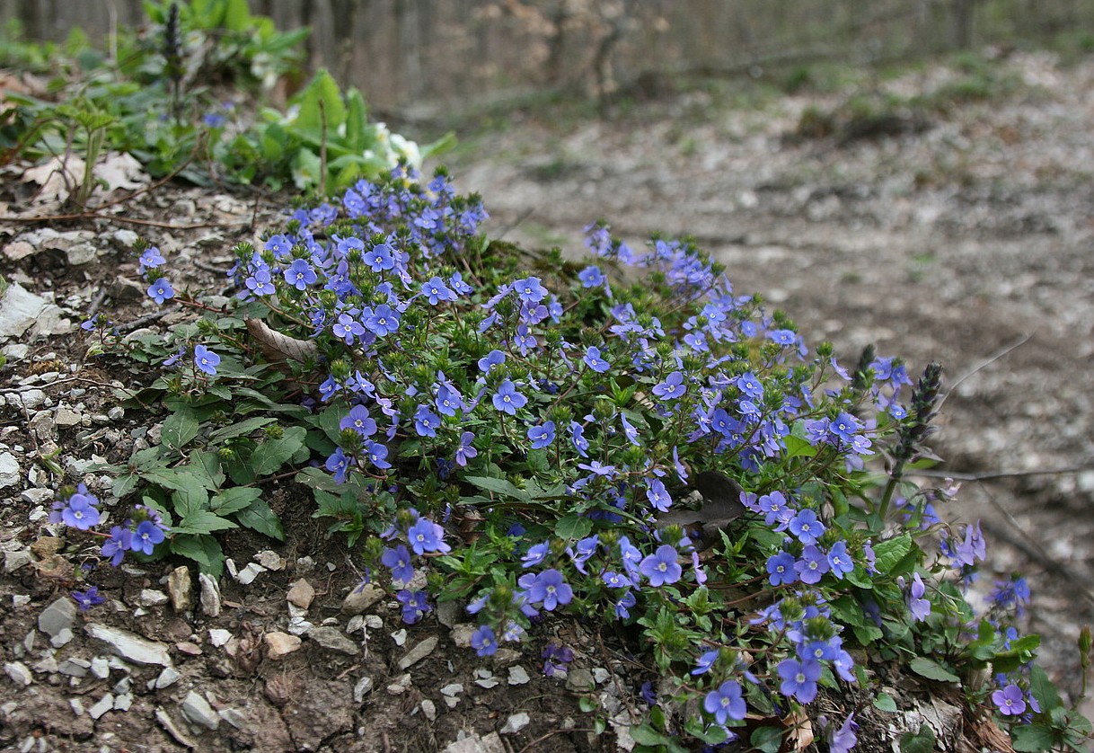 Image of Veronica umbrosa specimen.