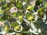 Euphorbia ferganensis