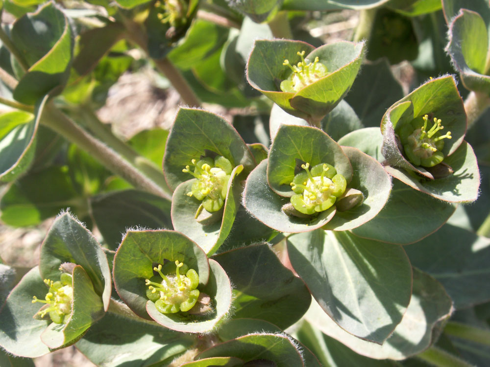 Image of Euphorbia ferganensis specimen.