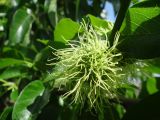 Maclura pomifera