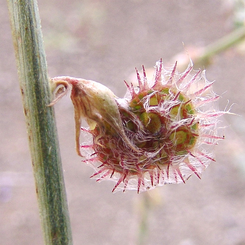 Image of Onobrychis hohenackeriana specimen.