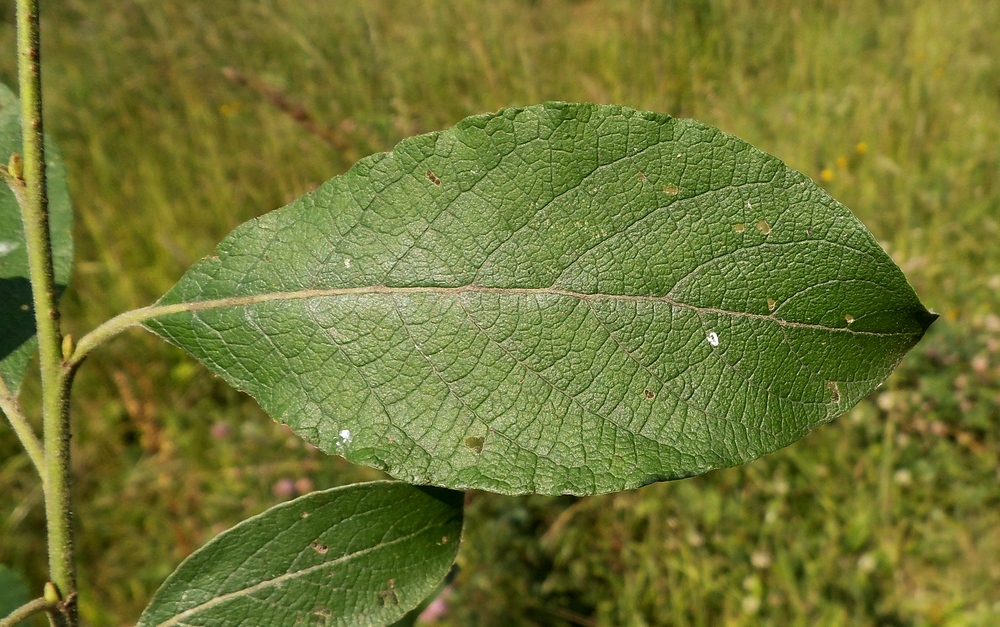 Image of Salix caprea specimen.