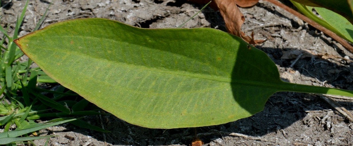 Image of Alisma plantago-aquatica specimen.