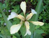 Iris foetidissima