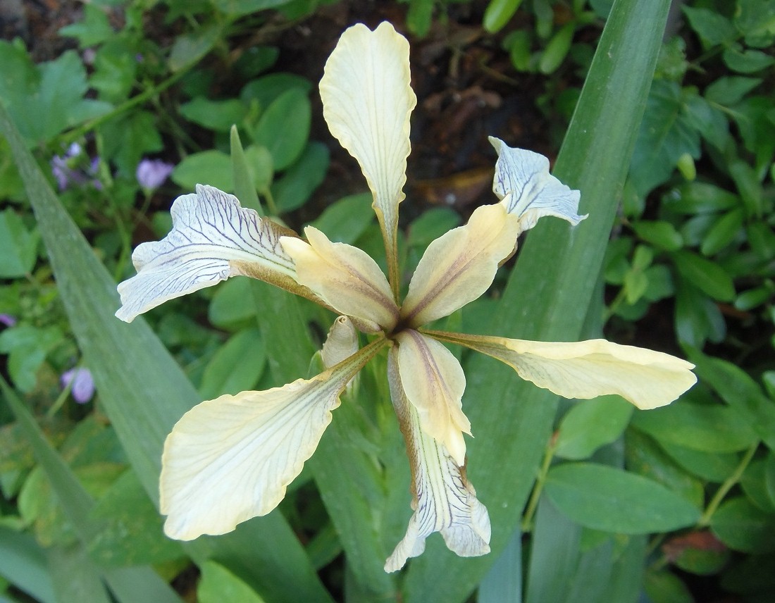 Изображение особи Iris foetidissima.