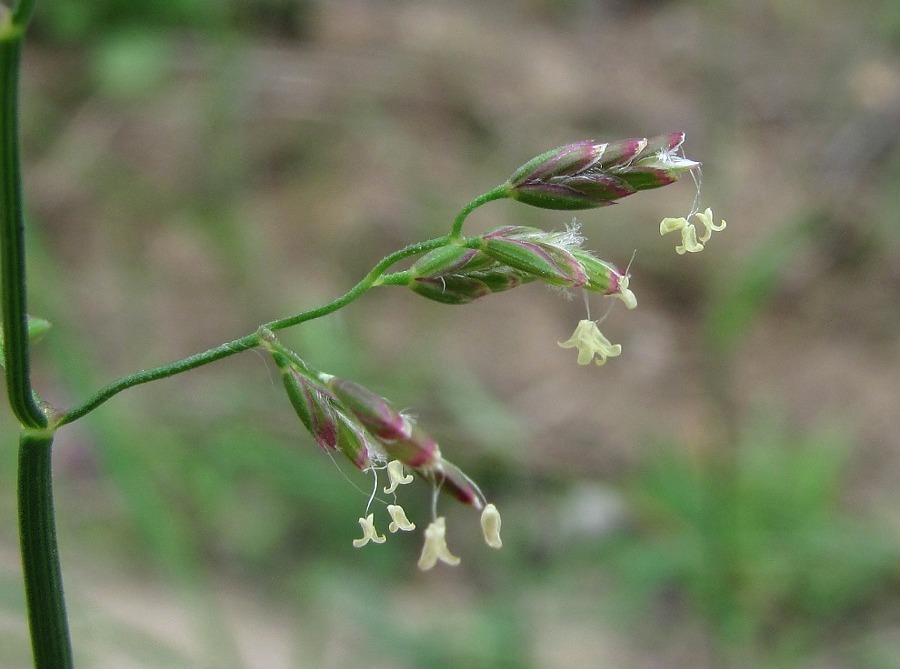 Image of Poa compressa specimen.