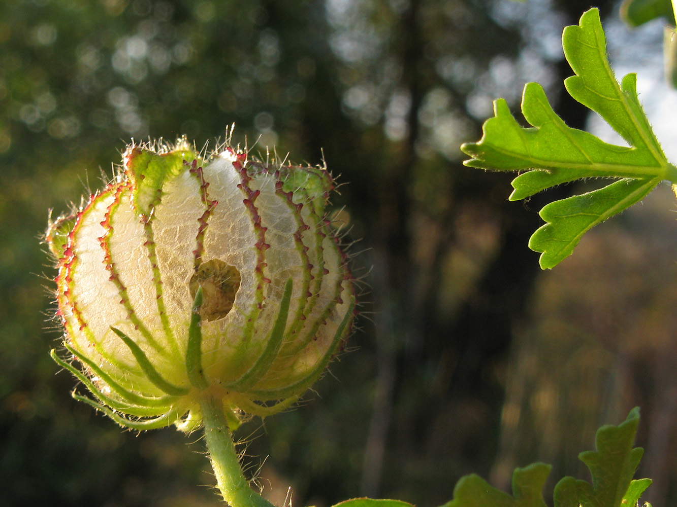 Image of Hibiscus trionum specimen.