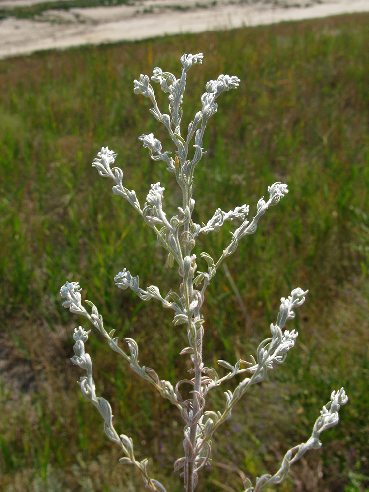 Image of genus Artemisia specimen.