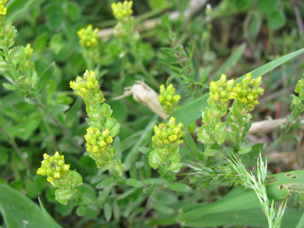 Image of Alyssum turkestanicum var. desertorum specimen.