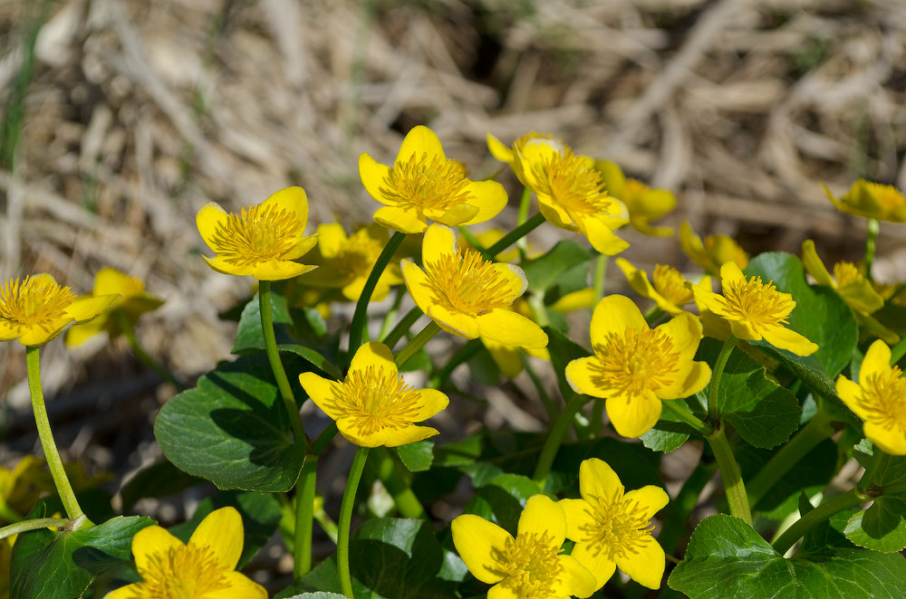 Image of Caltha palustris specimen.