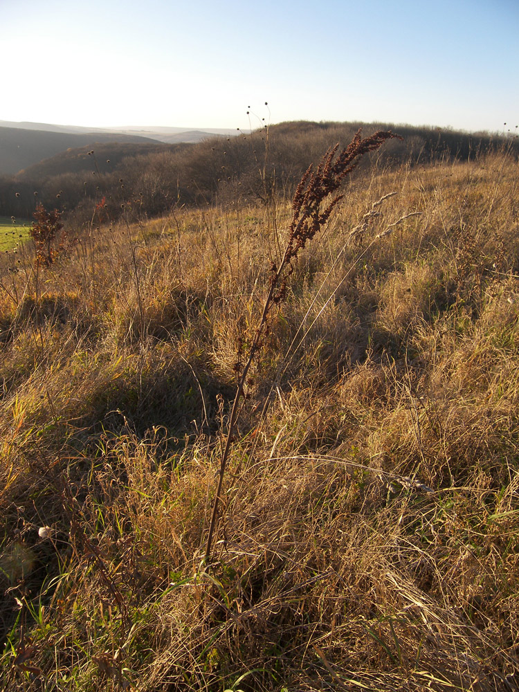 Image of Rumex crispus specimen.