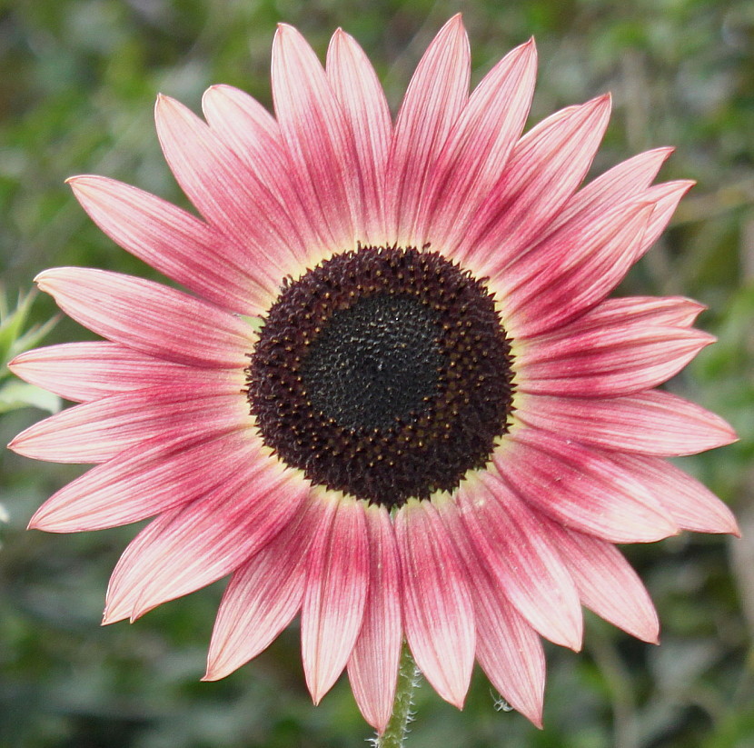 Изображение особи Helianthus annuus.