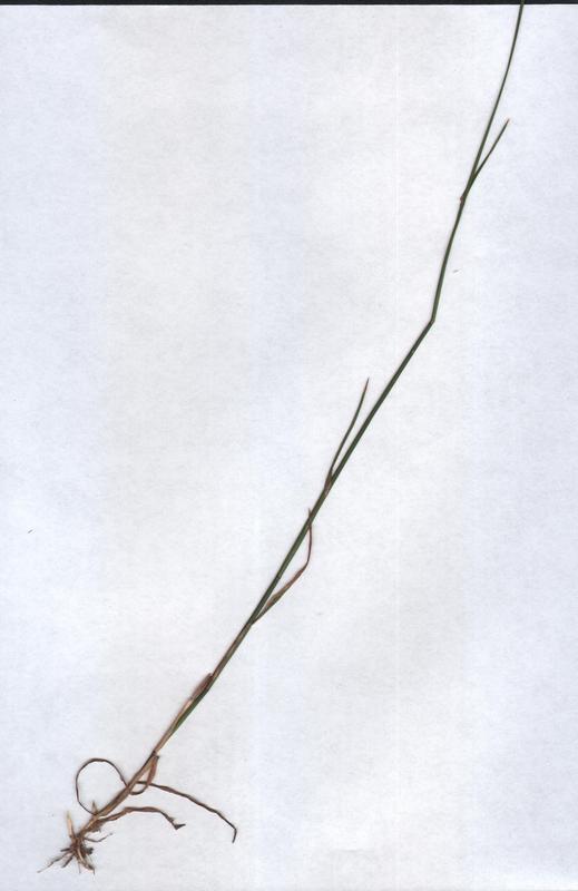 Image of Poa compressa specimen.