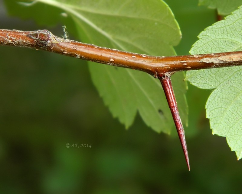 Image of Crataegus dahurica specimen.